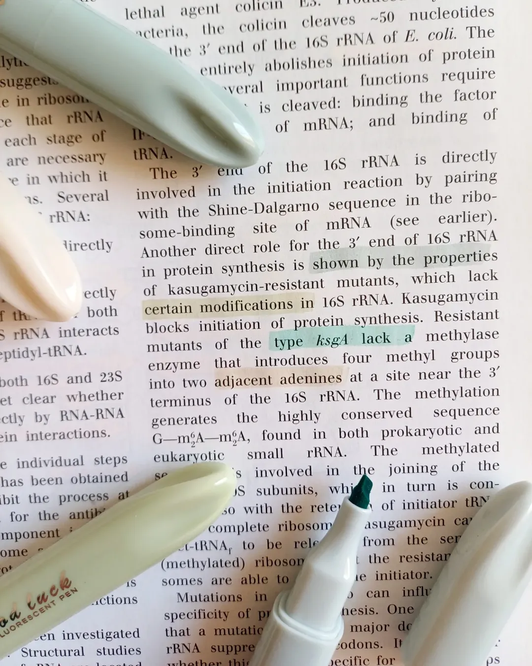 هایلایتر ۴ عددی ریملی پاستلی برند موراندی Morandi طیف سبز